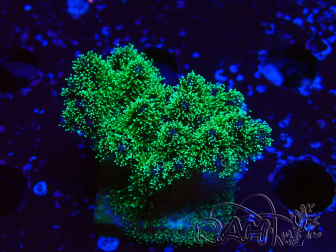 WYSIWYG Pocillopora damicornis tricolor 1E1