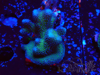 WYSIWYG Stylophora pistillata Pink