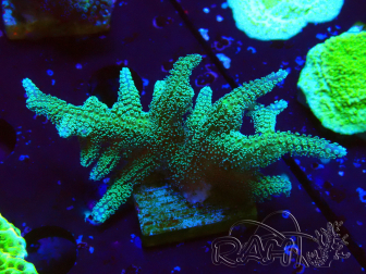 WYSIWYG Seriatopora caliendrum Ibrido (Uccello del paradiso-Neon) 1F4