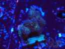 WYSIWYG - Stylophora Arbusto Rosa y Verde
