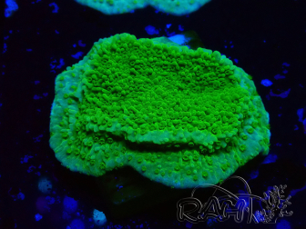 WYSIWYG Montipora Plateau Amarillo/Verde