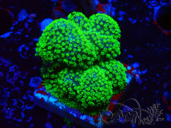 WYSIWYG Stylophora Rose fluoreszierende grüne Polypen