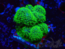 WYSIWYG Stylophora Rose fluoreszierende grüne Polypen