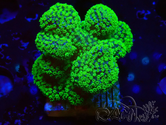 WYSIWYG Stylophora Rose polypes vert fluo