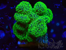 WYSIWYG Stylophora Rose polypes vert fluo 1H6