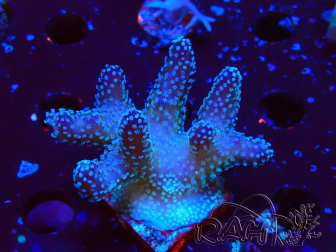 WYSIWYG Stylophora Pink Blue Polyps