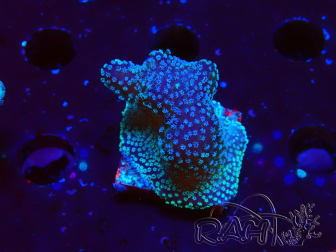 WYSIWYG Stylophora Polipi Rosa Blu