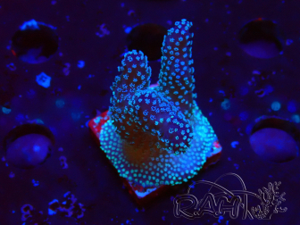 WYSIWYG Stylophora Pink Blue Polyps