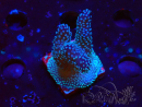 WYSIWYG Stylophora Pink Blue Polyps