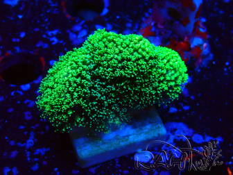 WYSIWYG Stylophora Green Fluo 1K1