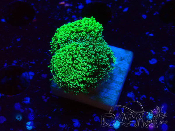 WYSIWYG Green Fluorescent Stylophora