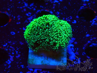 WYSIWYG Stylophora Green Fluo