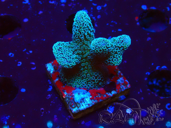 WYSIWYG RAH Stylophora Metallic Blue