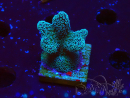 WYSIWYG RAH Stylophora Metallic Blue 1K5