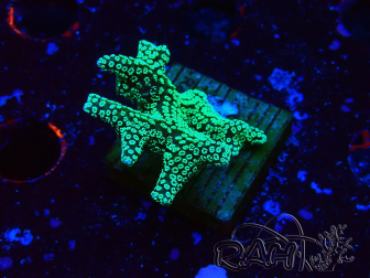 WYSIWYG Seriatopora caliendrum Verde Eléctrico