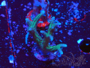 WYSIWYG Seriatopora caliendrum Pink 1M1