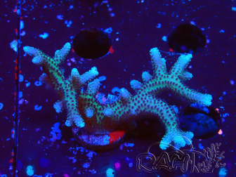 WYSIWYG Seriatopora caliendrum Pink