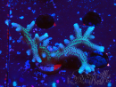 WYSIWYG Seriatopora caliendrum Pink 1M3