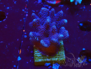 WYSIWYG Stylophora Purple Thin Branch