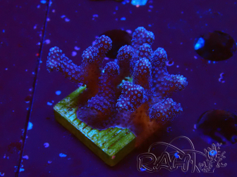 WYSIWYG Stylophora Purple Thin Branch