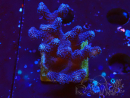 WYSIWYG Stylophora Viola Ramo Sottile