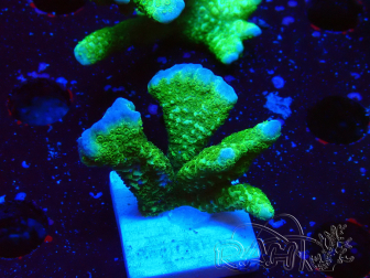 WYSIWYG- Montipora digitata vert 1N2