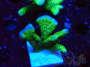 WYSIWYG - Montipora digitata verde