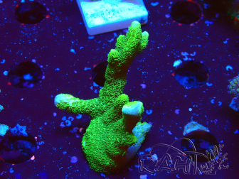 WYSIWYG- Montipora digitata vert