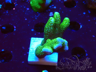 WYSIWYG- Montipora digitata verde