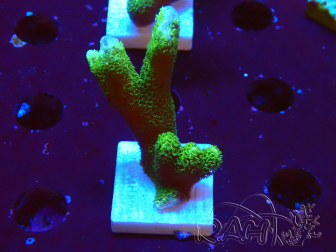 WYSIWYG- Montipora digitata grün