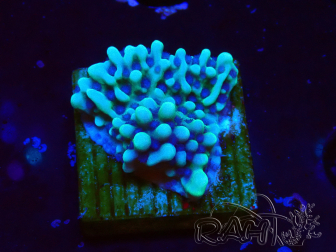 WYSIWYG Montipora undata