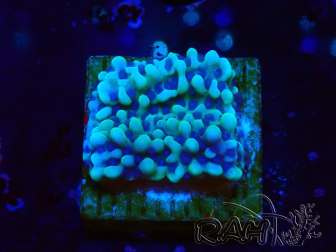 WYSIWYG Montipora undata 1O6