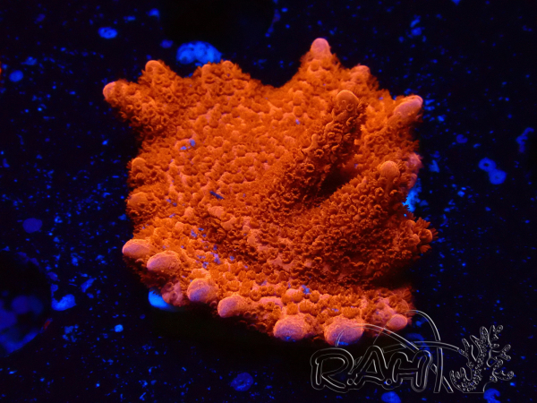 WYSIWYG montipora roja crece roja