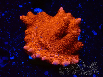 WYSIWYG Montipora rot wächst rot
