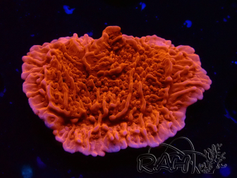 WYSIWYG Montipora Rotes Plateau