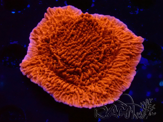 WYSIWYG Montipora Plateau Rot