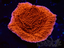 WYSIWYG Montipora Meseta Roja