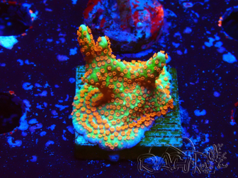 WYSIWYG Montipora Fire Forest 1Q1