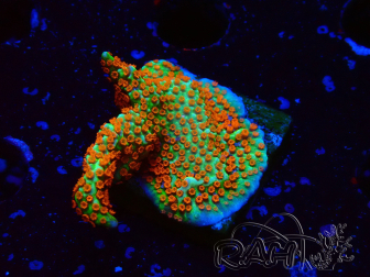 WYSIWYG Montipora Fire Forest