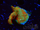 WYSIWYG Montipora Fire Forest
