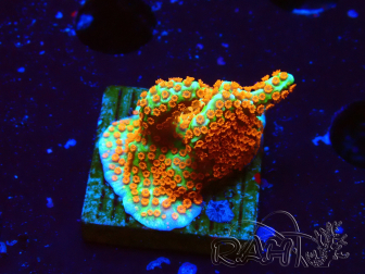 WYSIWYG Montipora Fire Forest