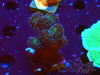 WYSIWYG Stylophora Pinkish