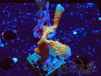 WYSIWYG Montipora digitata