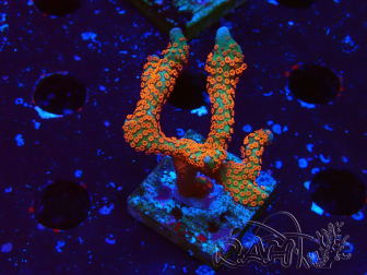 WYSIWYG Montipora digitata 1R2