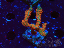 WYSIWYG Montipora digitata