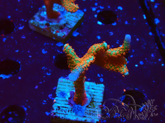 WYSIWYG Montipora digitata