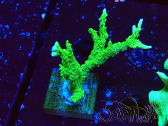 WYSIWYG Montipora stellata
