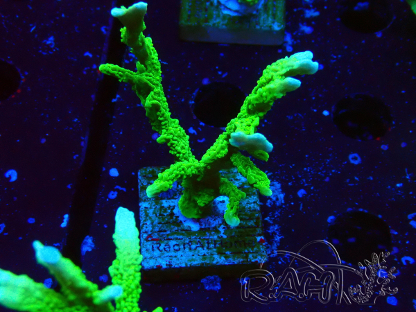 WYSIWYG Montipora stellata