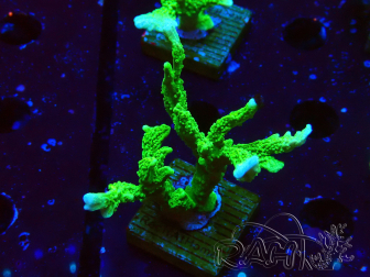 WYSIWYG Montipora stellata