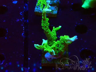 WYSIWYG Montipora stellata